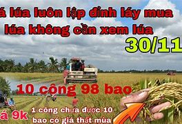 Giá Lúa Giống 5451 Hôm Nay