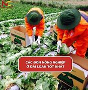 Xkld Đài Loan Đơn Nông Nghiệp